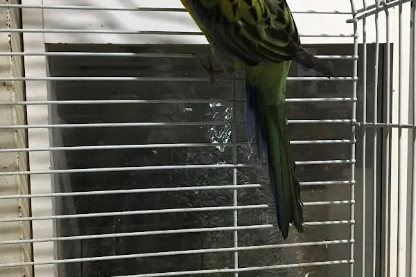 Can Akvaryum | Gaziantep Akvaryum | Gaziantep Pet Shop - Resim 19