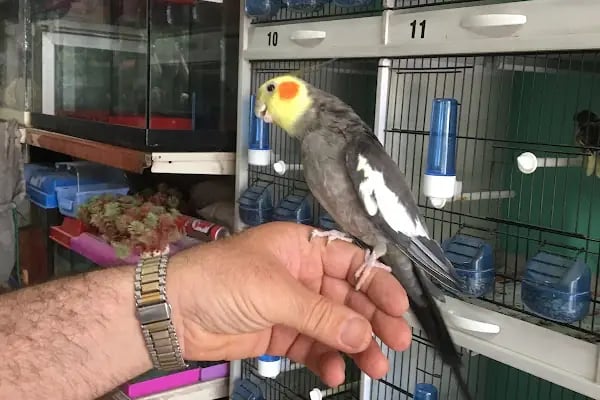 Can Akvaryum | Gaziantep Akvaryum | Gaziantep Pet Shop - Resim 5