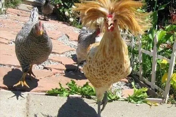 Can Akvaryum | Gaziantep Akvaryum | Gaziantep Pet Shop - Resim 8