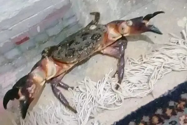 Can Akvaryum | Gaziantep Akvaryum | Gaziantep Pet Shop - Resim 16