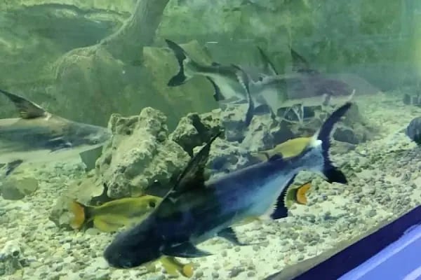 Can Akvaryum | Gaziantep Akvaryum | Gaziantep Pet Shop - Resim 10