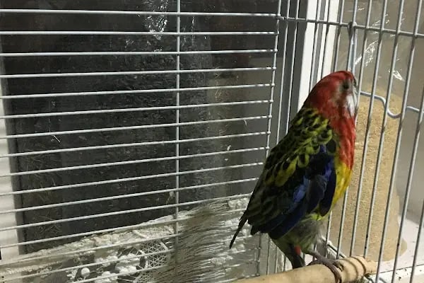 Can Akvaryum | Gaziantep Akvaryum | Gaziantep Pet Shop - Resim 12