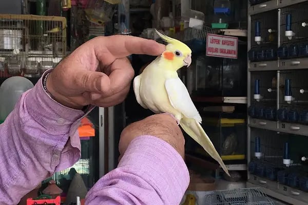 Can Akvaryum | Gaziantep Akvaryum | Gaziantep Pet Shop - Resim 7
