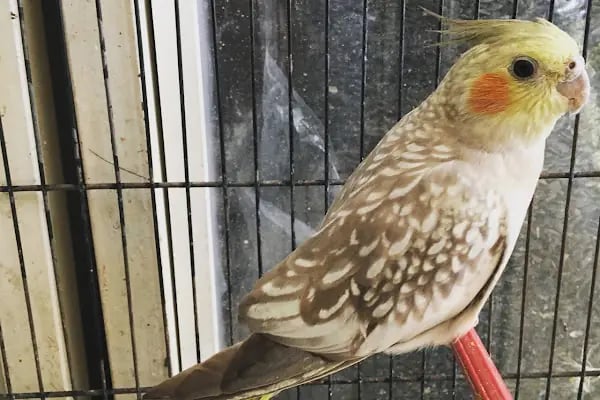 Can Akvaryum | Gaziantep Akvaryum | Gaziantep Pet Shop - Resim 17