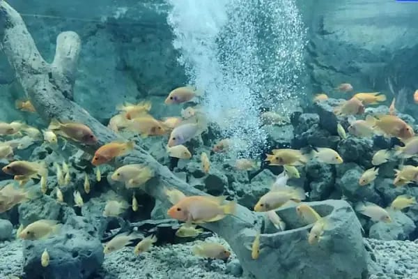 Can Akvaryum | Gaziantep Akvaryum | Gaziantep Pet Shop - Resim 6