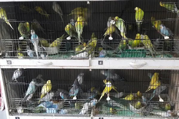 Can Akvaryum | Gaziantep Akvaryum | Gaziantep Pet Shop - Resim 9