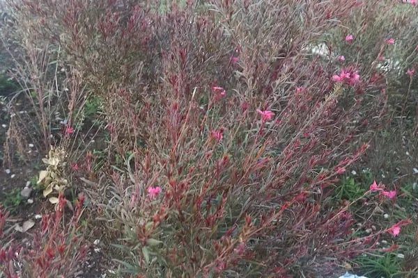 Tıbbi Ve Aromatik Bitkiler Bahçesi - Resim 15