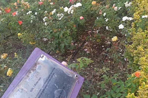 Tıbbi Ve Aromatik Bitkiler Bahçesi - Resim 14