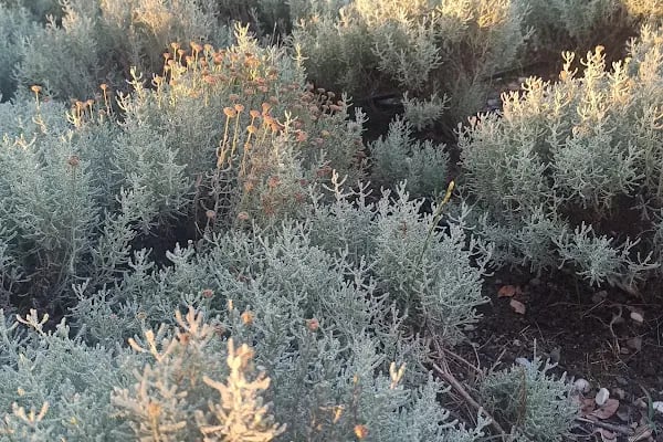 Tıbbi Ve Aromatik Bitkiler Bahçesi - Resim 13