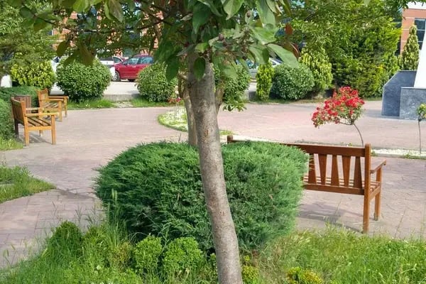 Tıbbi Ve Aromatik Bitkiler Bahçesi - Resim 19