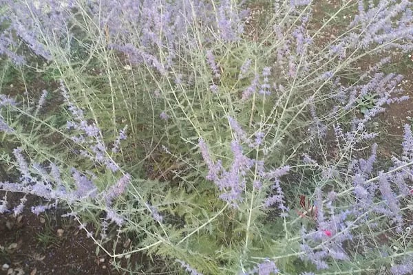 Tıbbi Ve Aromatik Bitkiler Bahçesi - Resim 12