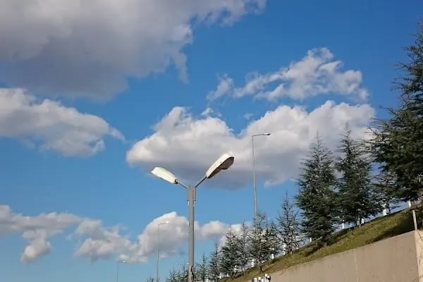 Tıbbi Ve Aromatik Bitkiler Bahçesi - Resim 8