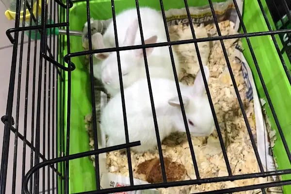 ATAKAN PETSHOP ŞANLIURFA - Resim 5