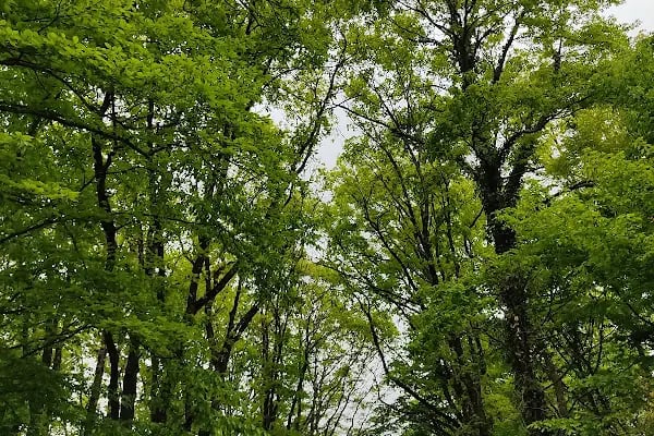 Forest Kemerburgaz - Türkiyenin En Büyük Ve En Güvenli Macera Ve Oyun Parkı - Resim 10