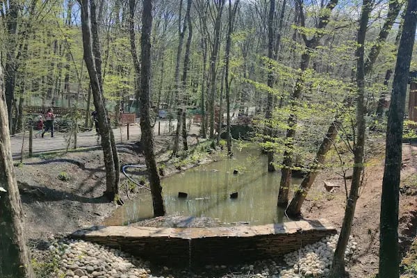 Forest Kemerburgaz - Türkiyenin En Büyük Ve En Güvenli Macera Ve Oyun Parkı - Resim 17