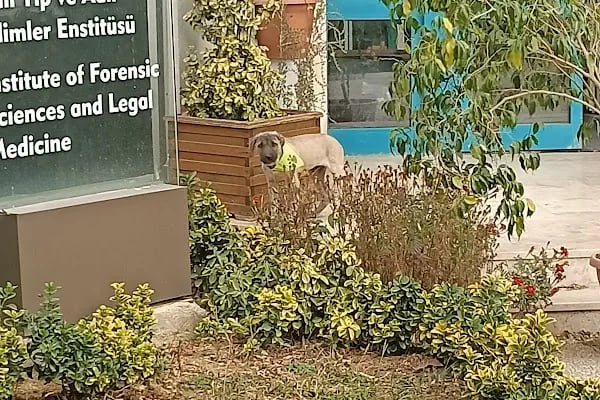 Hadımköy kampüsü - Resim 1