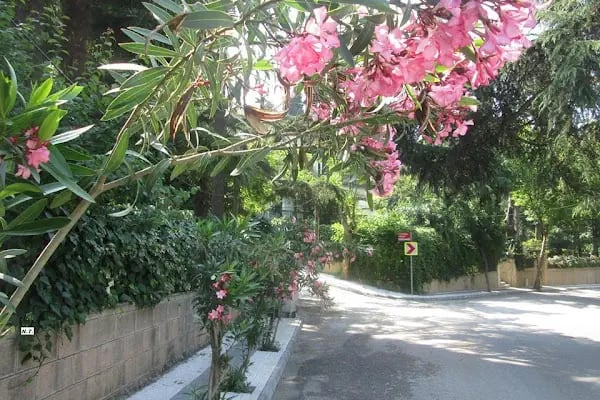 ADALAR KAYMAKAMLIĞI - Resim 20