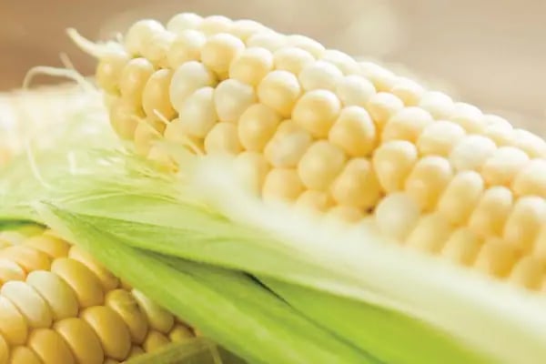 Cargill Türkiye Bursa Orhangazi Mısır İşleme Tesisi - Resim 8