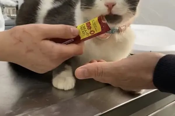 Güzelyalı Veteriner Kliniği - Resim 3