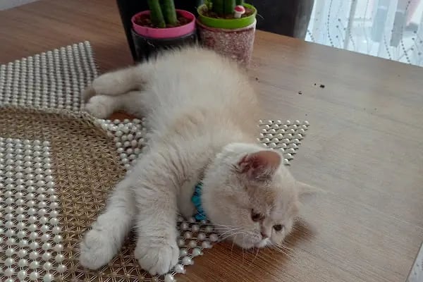 Güzelyalı Veteriner Kliniği - Resim 6