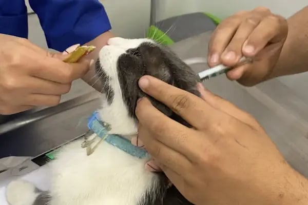 Güzelyalı Veteriner Kliniği - Resim 5