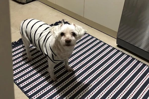 Güzelyalı Veteriner Kliniği - Resim 2