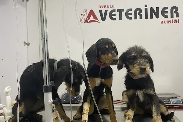 AYRULU Veteriner Kliniği - Resim 6