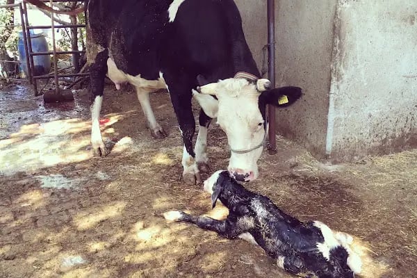 AYRULU Veteriner Kliniği - Resim 5