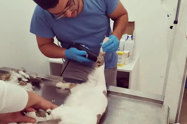 AYRULU Veteriner Kliniği - Resim 12