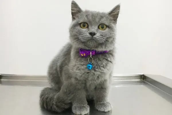 AYRULU Veteriner Kliniği - Resim 3