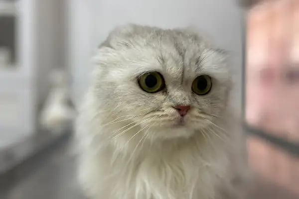 AYRULU Veteriner Kliniği - Resim 2