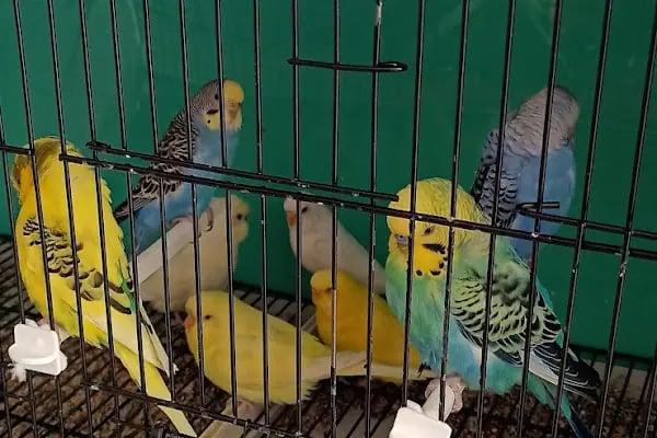 Hoby petshop - Resim 7