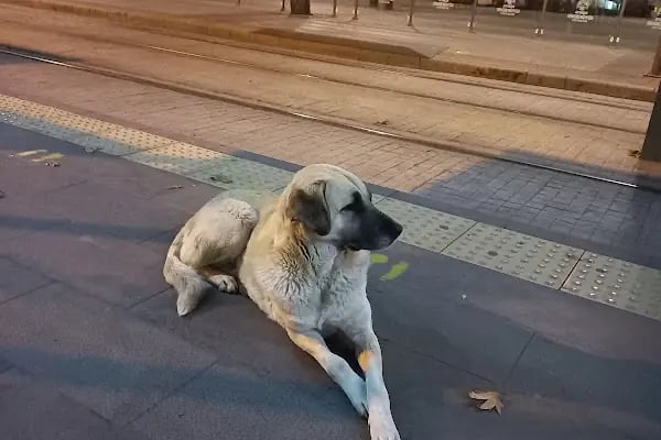 Tramvay Belediye Durağı - Resim 11