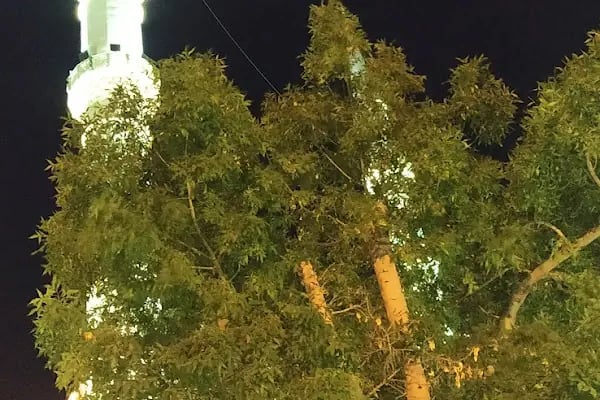 Tramvay Belediye Durağı - Resim 14