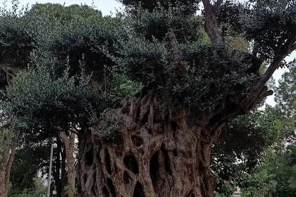 Kanarya Parkı - Resim 9