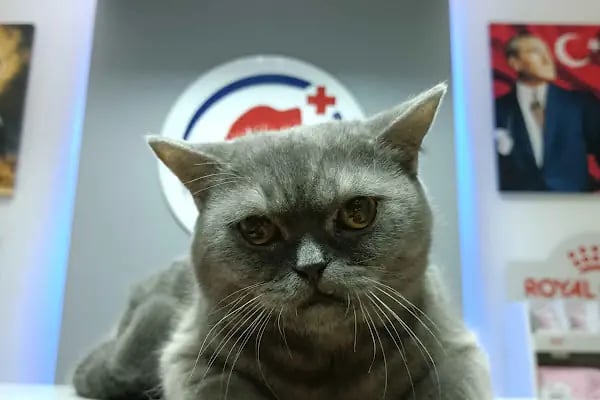 Athena Veteriner Kliniği - Resim 7
