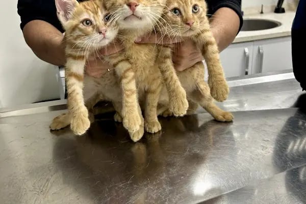PETLIFE BAHÇELİEVLER VETERINER KLİNİĞİ - Resim 11