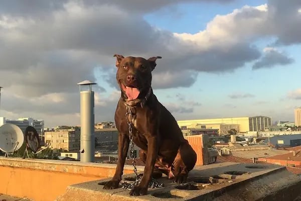 PETLIFE BAHÇELİEVLER VETERINER KLİNİĞİ - Resim 6