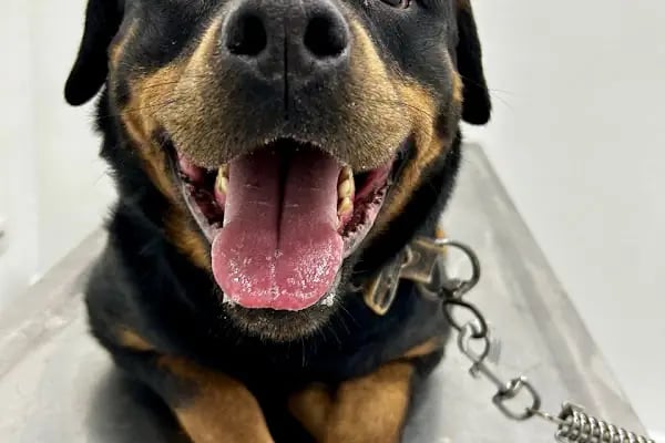 PETLIFE BAHÇELİEVLER VETERINER KLİNİĞİ - Resim 13