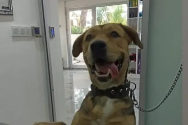 PETLIFE BAHÇELİEVLER VETERINER KLİNİĞİ - Resim 16