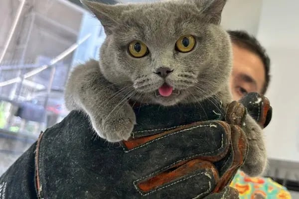 PETLIFE BAHÇELİEVLER VETERINER KLİNİĞİ - Resim 15