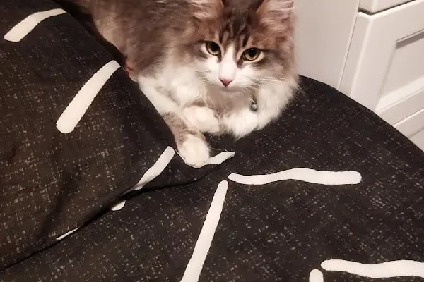 PETLIFE BAHÇELİEVLER VETERINER KLİNİĞİ - Resim 4