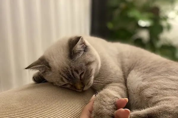 PETLIFE BAHÇELİEVLER VETERINER KLİNİĞİ - Resim 3
