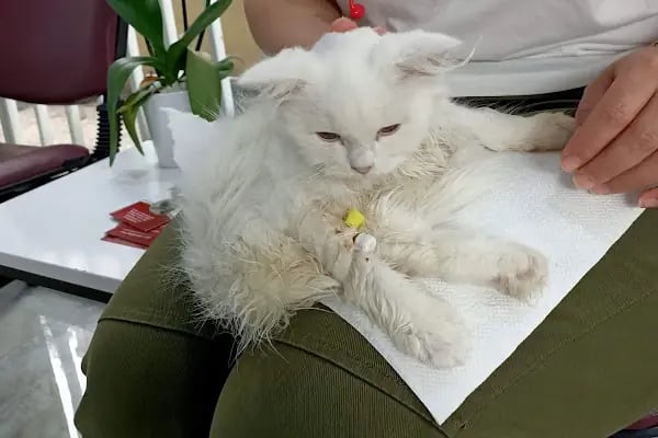 PETLIFE BAHÇELİEVLER VETERINER KLİNİĞİ - Resim 18