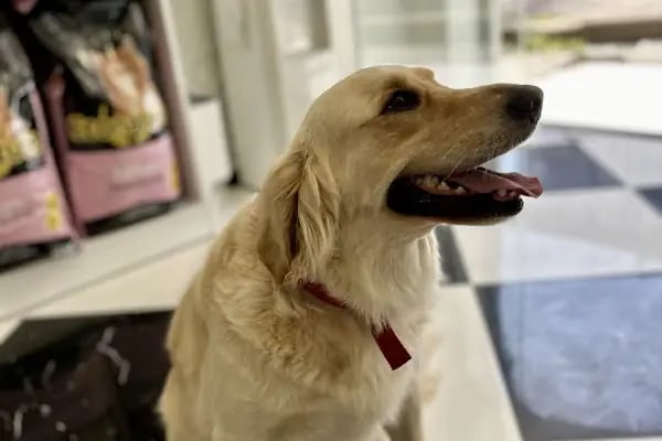 PETLIFE BAHÇELİEVLER VETERINER KLİNİĞİ - Resim 19