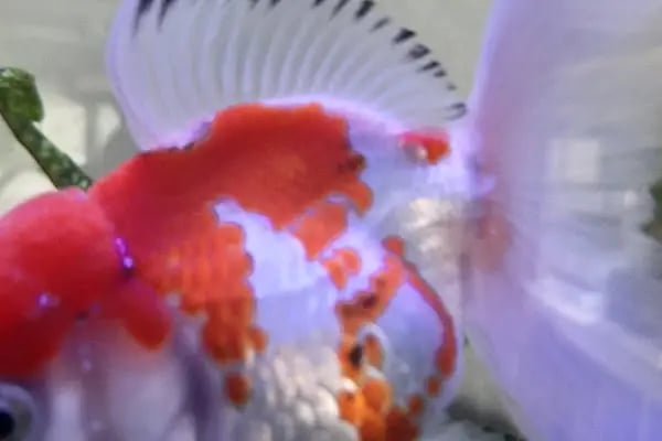 Neon Pet Shop - Resim 17