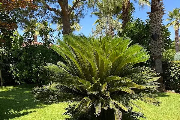 Palm City Antalya - Resim 13