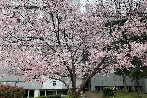 Boğaziçi Üniversitesi Kuzey Kampüsü - Resim 9