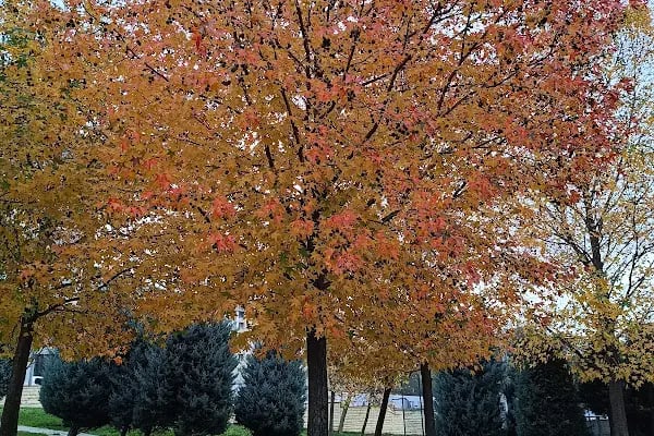 Bezirganbahçe Parkı - Resim 17