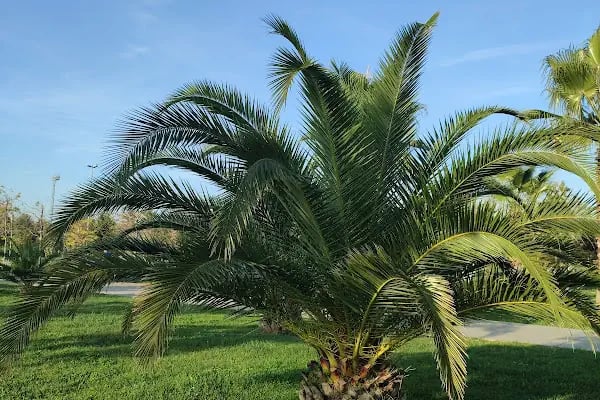 İBB Orhangazi Şehir Parkı - Resim 10